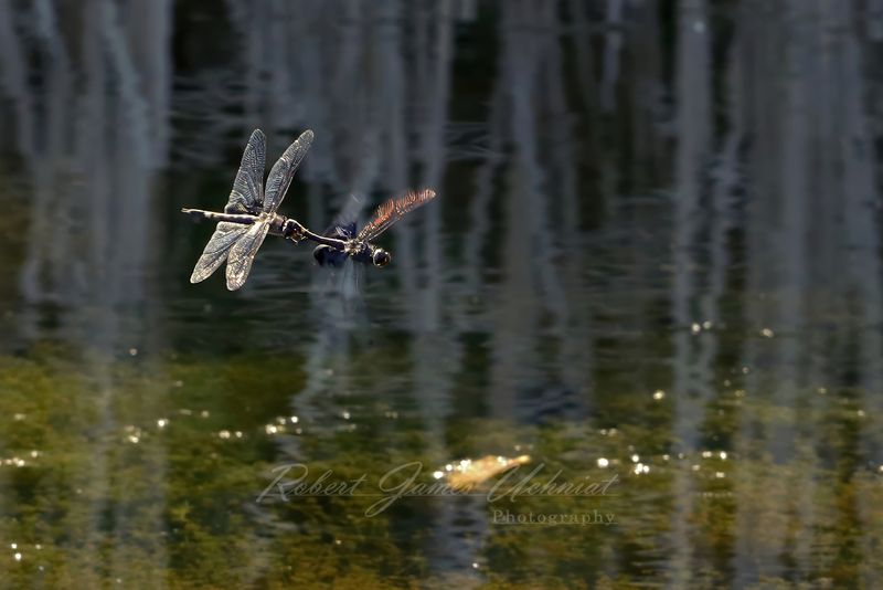 Black Saddlebags Dargonflies in flight coupled banking 25.jpg