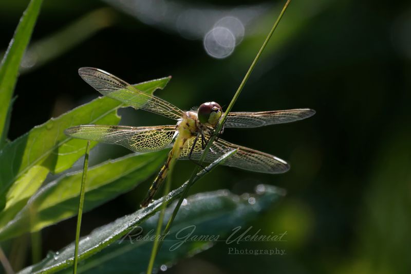 Calico Pennant female with leaves 25.jpg