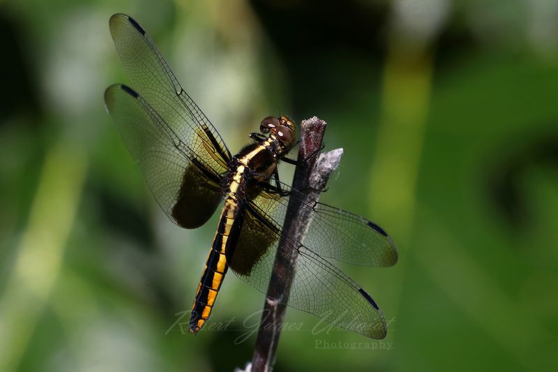 Widow Skimmer female on stick25.jpg