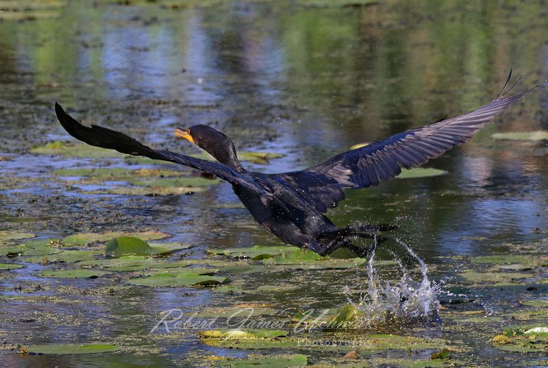 Double Crested Cormorant takeoff 25.jpg