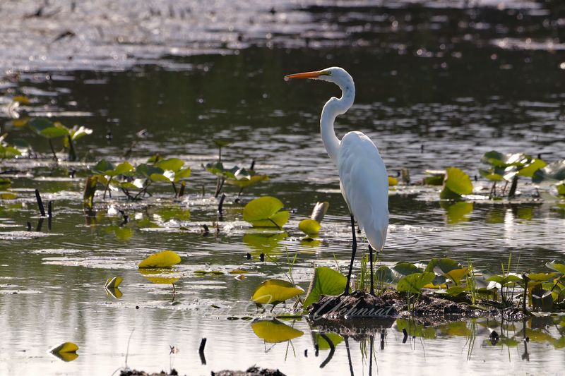 Great Egret backlit 25.jpg