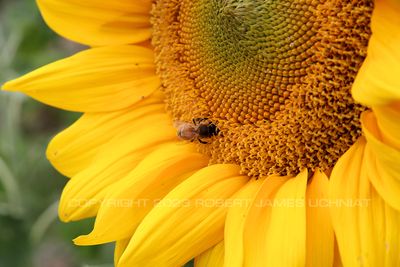 Bee in Sunflower 2019.jpg