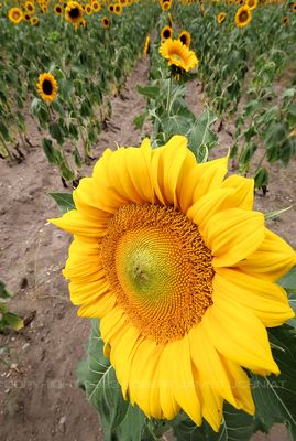Sunflower 2019.jpg