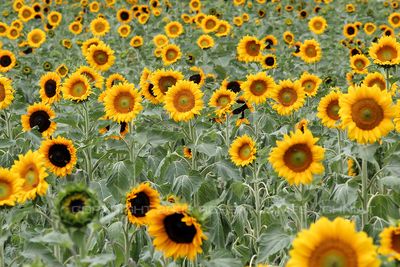 Sunflowers 2019.jpg