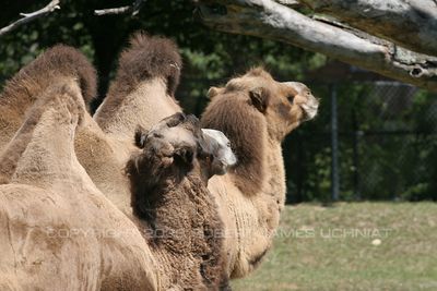 Bactrian Camela 06.jpg