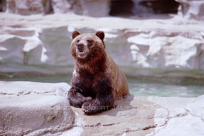 Brown Bear 00.jpg