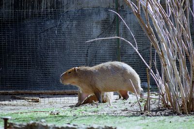 Capybara 00a.jpg