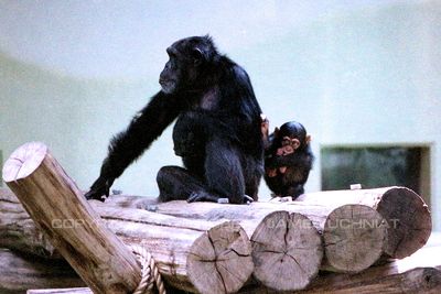 Chimpanzee 94.jpg