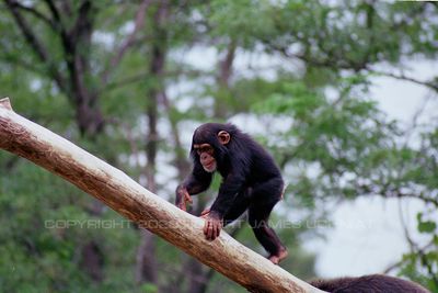 Chimpanzee 99a.jpg