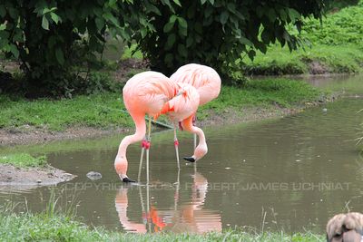 Flamingos 14.jpg