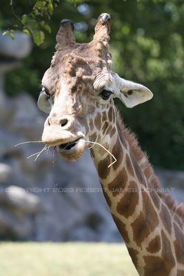 Giraffe 06.jpg