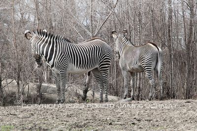 Grevy's Zebra 19.jpg