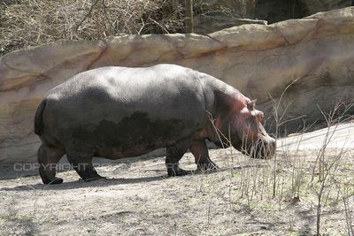 Hippopotamus 08.jpg