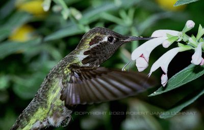Hummingbird 98.jpg