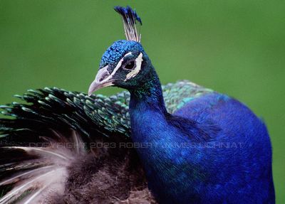 Peacock 00a.jpg