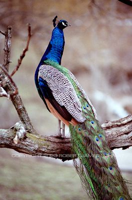Peacock 93.jpg