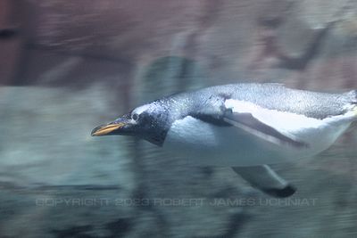 Penguin 19.jpg