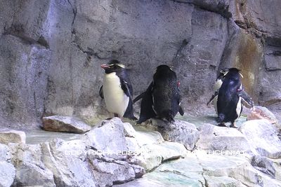 Penguins 18B.jpg