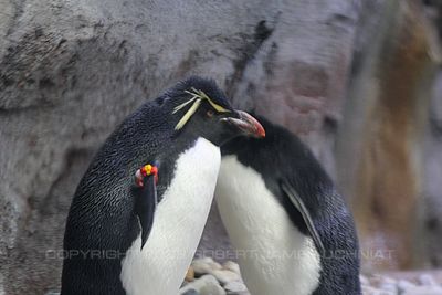 Penguins 19.jpg