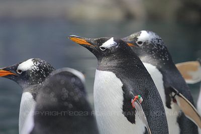 Penguins 19b.jpg