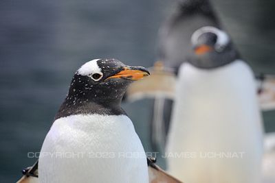 Penguins 19d.jpg