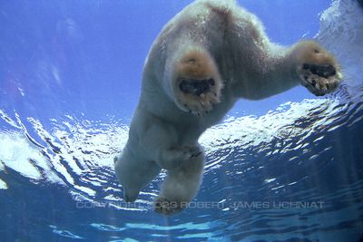 Polar Bear 02a.jpg