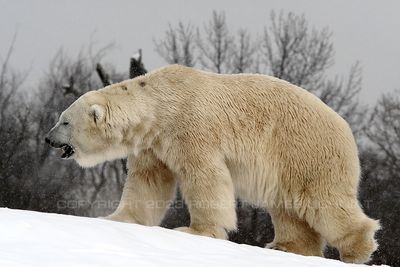 Polar Bear 98a.jpg