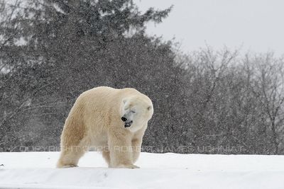 Polar Bear 98b.jpg
