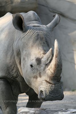 Rhinoceros 08.jpg
