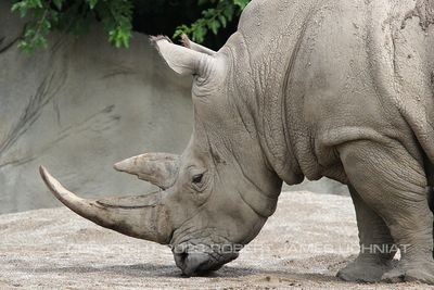 Rhinoceros 14.jpg