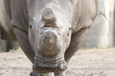 Rhinoceros 19.jpg