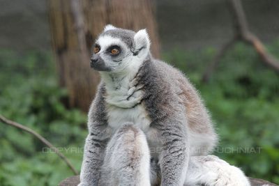 Ring Tailed Lemur 14.jpg