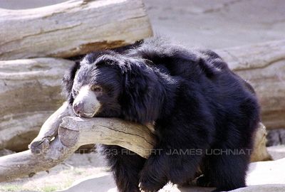 Sloth Bear 99.jpg
