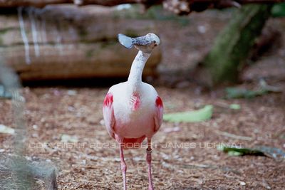 Spoonbill 99.jpg