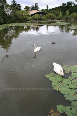 Swans and Ducks 15.jpg