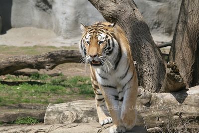 Tiger 08.jpg