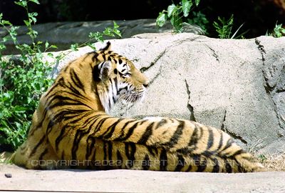 Tiger 99.jpg