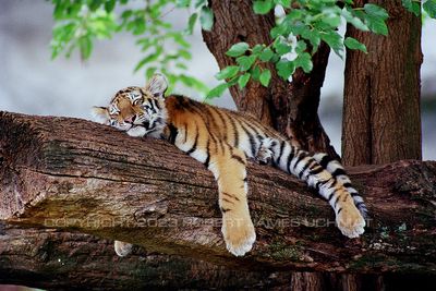 Tiger Cub 00.jpg