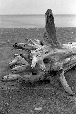 driftwood81.jpg