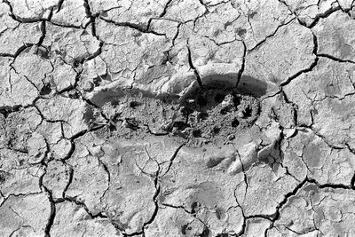 footprint81.jpg