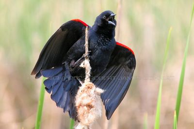 Red Winged Blackbird 23.jpg