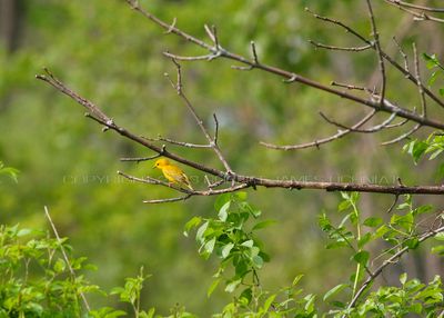 American Yellow Warbler 23.jpg