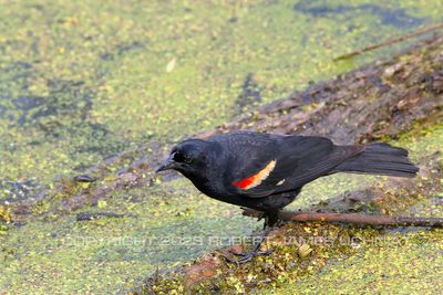 Red Winged Blackbird in Marsh 23.jpg