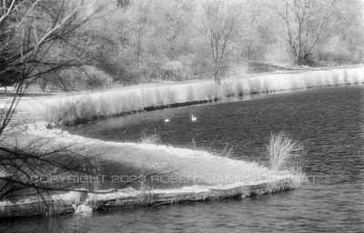 Swans and shore 98.jpg