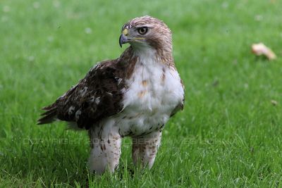 Red Tailed Hawk Standing 23.jpg