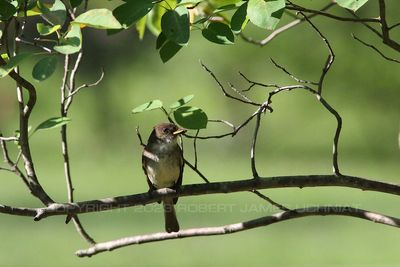 Alder Flycatcher with insect.jpg