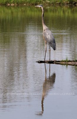 Blue Heron Reflection 23.jpg