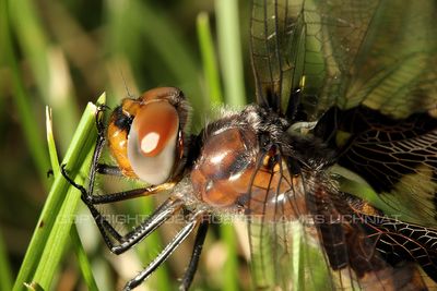 Black Saddlebags Dragonfly Close Up