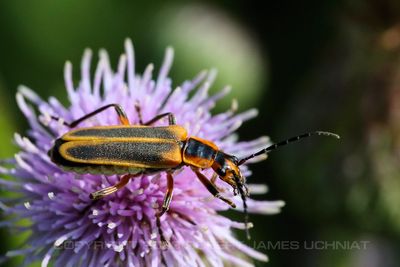 Margined Leatherwing Beetle on Thistle 23.jpg