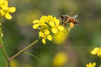 Honey Bee and Field Mustard 23.jpg